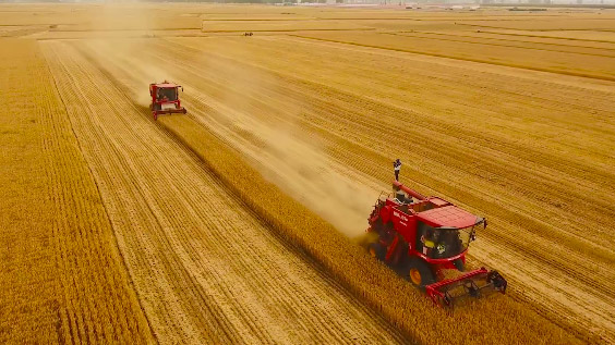 雷沃谷神GM100小麦机河南收割小麦